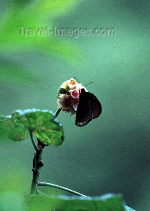 reunion44: Reunion / Reunião - black butterfly on a flower - Euploea goudotii - papillon diurne - photo by W.Schipper - (c) Travel-Images.com - Stock Photography agency - Image Bank
