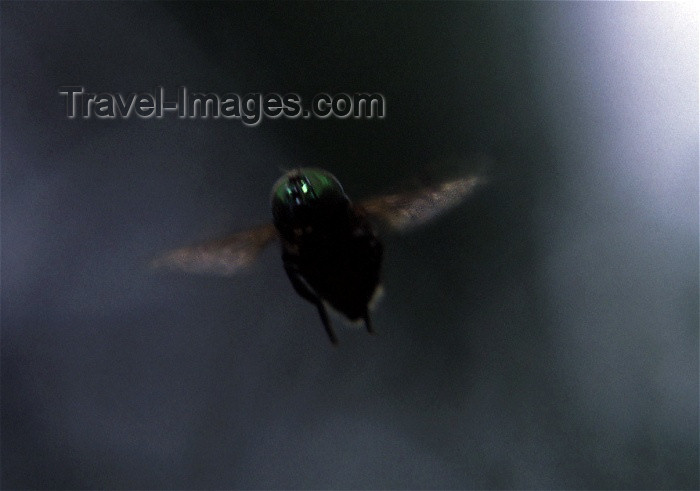 reunion46: Reunion / Reunião - a fly flies - insect - photo by W.Schipper - (c) Travel-Images.com - Stock Photography agency - Image Bank