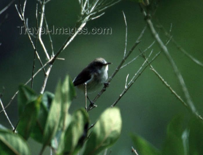 reunion47: Reunion / Reunião - Zosterops borbonicus - Mascarin Grey White-eye - Zostérops des Mascareignes - photo by W.Schipper - (c) Travel-Images.com - Stock Photography agency - Image Bank