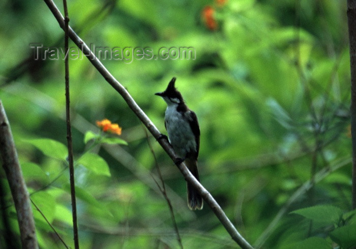 reunion48: Reunion / Reunião - Pycnonotus jocosus - Red-whiskered Bulbul on a branch - photo by W.SchipperM - (c) Travel-Images.com - Stock Photography agency - Image Bank