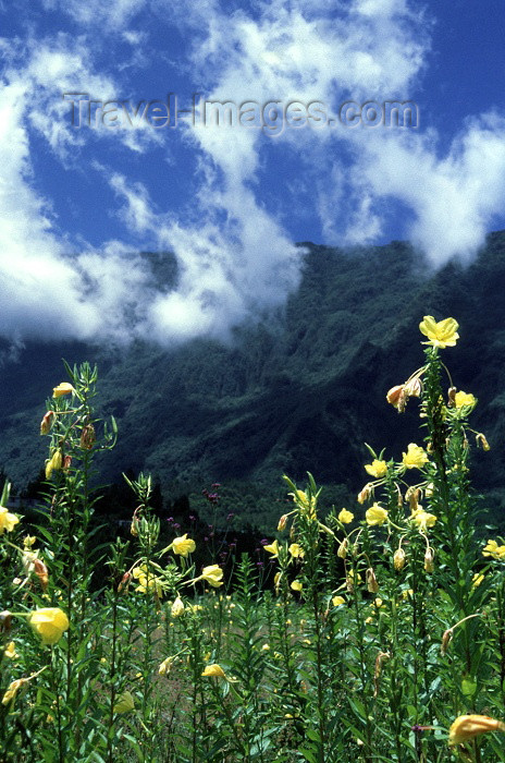 reunion50: Reunion / Reunião - Cilaos: flowers in the fields - photo by W.Schipper - (c) Travel-Images.com - Stock Photography agency - Image Bank