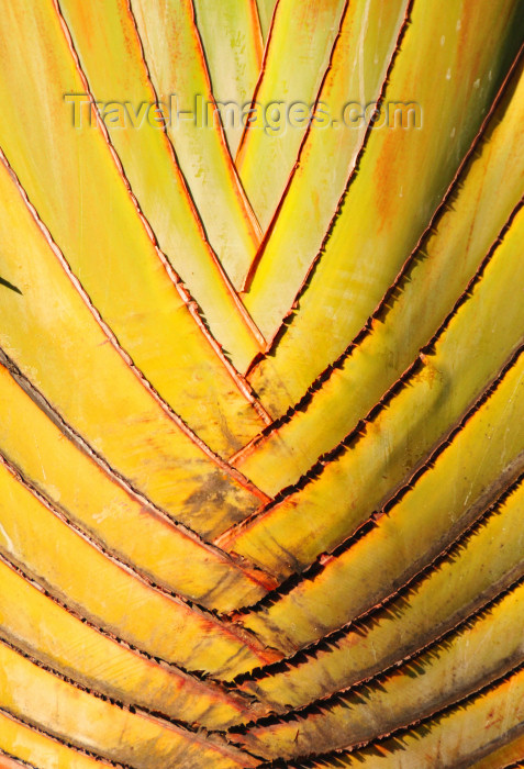 reunion90: La Réunion / Reunião - traveler's palm - Arbre du Voyageur - Ravenale - Ravenala madagascariensis - Musaceaes - photo by M.Torres - (c) Travel-Images.com - Stock Photography agency - Image Bank