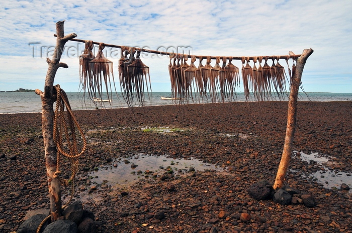 rodrigues13: Anse Baleine, Rodrigues island, Mauritius: octopuses drying by the coast - photo by M.Torres - (c) Travel-Images.com - Stock Photography agency - Image Bank