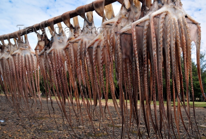 rodrigues14: Anse Baleine, Rodrigues island, Mauritius: octopuses drying by the coast - photo by M.Torres - (c) Travel-Images.com - Stock Photography agency - Image Bank