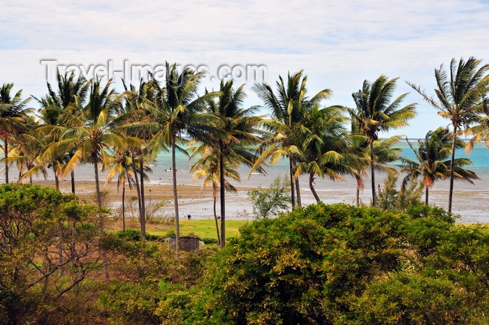 rodrigues18: Anse Mourouk, Rodrigues island, Mauritius: line of coconut trees by the coast - photo by M.Torres - (c) Travel-Images.com - Stock Photography agency - Image Bank