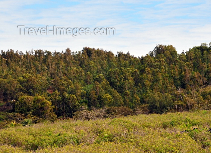 rodrigues2: Anse Quitor, Rodrigues island, Mauritius: forested hills of western Rodrigues - photo by M.Torres - (c) Travel-Images.com - Stock Photography agency - Image Bank