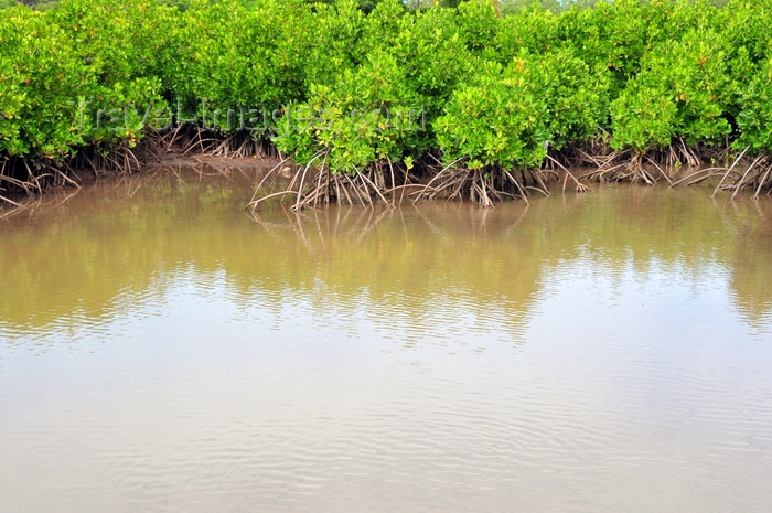rodrigues23: Anse Mourouk, Rodrigues island, Mauritius: mangrove protecting the coastline - photo by M.Torres - (c) Travel-Images.com - Stock Photography agency - Image Bank