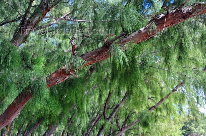 rodrigues37: Pointe Coton, Rodrigues island, Mauritius: Casuarina tree branches - twigs bearing minute scale-leaves - photo by M.Torres - (c) Travel-Images.com - Stock Photography agency - Image Bank