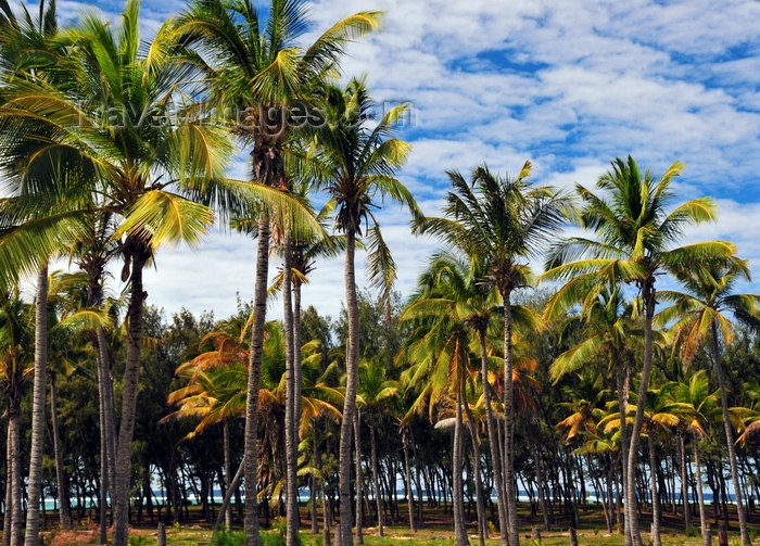 rodrigues41: Pointe Longue,Rodrigues island, Mauritius: coconut grove by the Indian Ocean - photo by M.Torres - (c) Travel-Images.com - Stock Photography agency - Image Bank