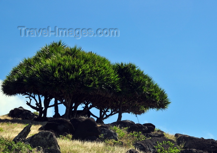 rodrigues45: Montagne Cabris, Rodrigues island, Mauritius: boulders and group of vacoas trees - common screwpine (Pandanus utilis)- photo by M.Torres - (c) Travel-Images.com - Stock Photography agency - Image Bank