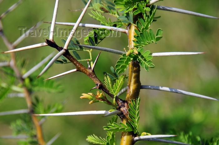 rodrigues48: Port Mathurin, Rodrigues island, Mauritius: acacia thorns - photo by M.Torres - (c) Travel-Images.com - Stock Photography agency - Image Bank