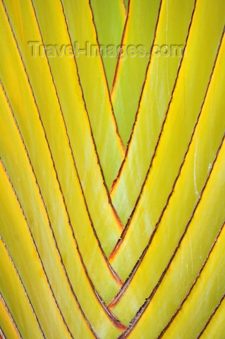 rodrigues54: Port Mathurin, Rodrigues island, Mauritius: traveller's palm stem detail - Ravenala madagascariensis - photo by M.Torres - (c) Travel-Images.com - Stock Photography agency - Image Bank