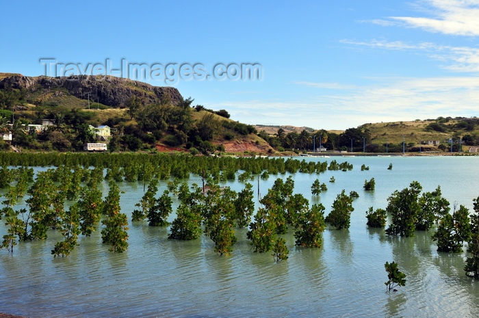 rodrigues70: Baie du Nord, Rodrigues island, Mauritius: mangrove and coastal road - photo by M.Torres - (c) Travel-Images.com - Stock Photography agency - Image Bank