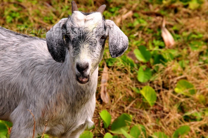 rodrigues9: Anse Tamarin, Rodrigues island, Mauritius: young goat (kid) staring at the camera - photo by M.Torres - (c) Travel-Images.com - Stock Photography agency - Image Bank