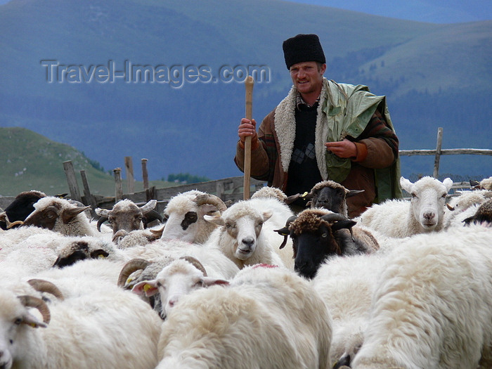 romania106: Bucegi mountains, Prahova county, Muntenia, Romania: shepherd with his herd of sheep - Southern Carpathians - photo by J.Kaman - (c) Travel-Images.com - Stock Photography agency - Image Bank