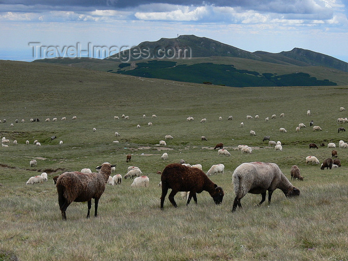 romania108: Bucegi mountains, Prahova county, Muntenia, Romania: sheep herd in Bucegi National Park - Southern Carpathians - photo by J.Kaman - (c) Travel-Images.com - Stock Photography agency - Image Bank