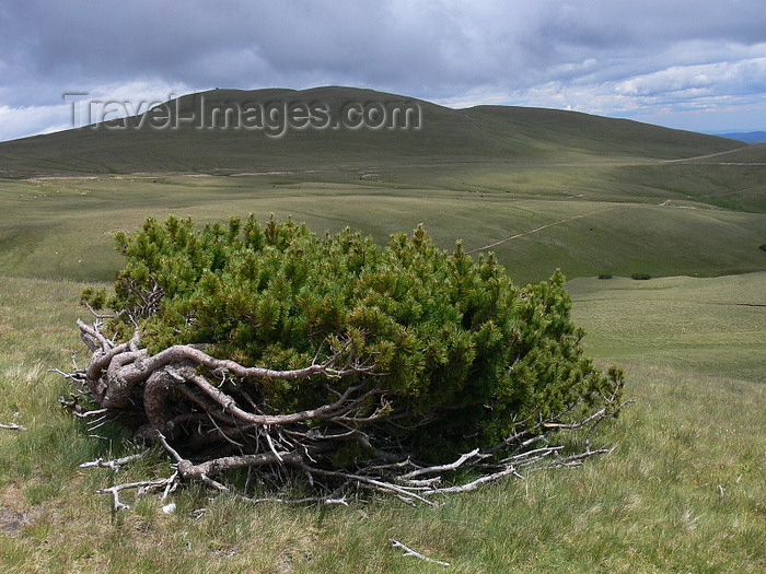 romania114: Bucegi National Park, Prahova county, Muntenia, Romania: tree bent by the wind - Southern Carpathians - photo by J.Kaman - (c) Travel-Images.com - Stock Photography agency - Image Bank