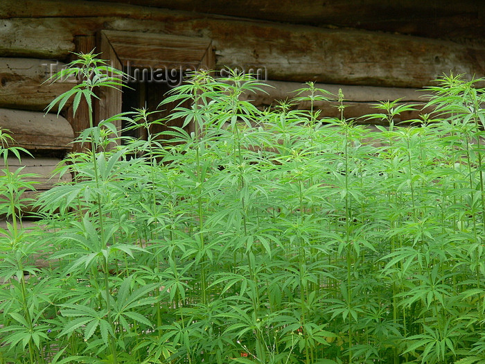 romania148: Sighetu Marmatiei, Maramures county, Transylvania, Romania: Cannabis plants and old timber house - photo by J.Kaman - (c) Travel-Images.com - Stock Photography agency - Image Bank