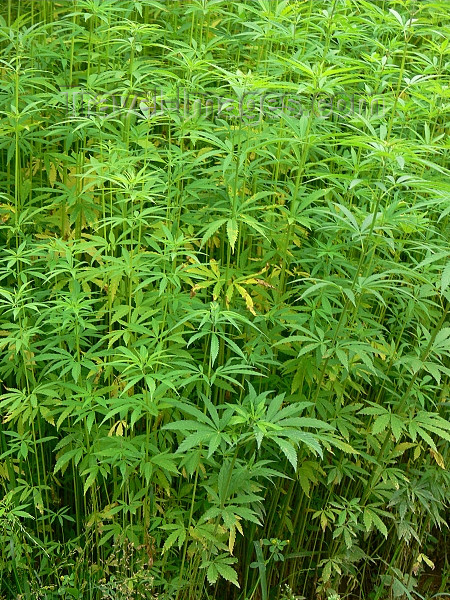 romania149: Sighetu Marmatiei, Maramures county, Transylvania, Romania: Cannabis plantation - hemp, jute, marijuana, ganja - photo by J.Kaman - (c) Travel-Images.com - Stock Photography agency - Image Bank