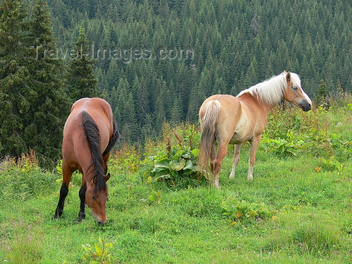 romania159: Rodnei National Park, Maramures county, Transylvania, Romania: horses at   Prislop pass - photo by J.Kaman - (c) Travel-Images.com - Stock Photography agency - Image Bank