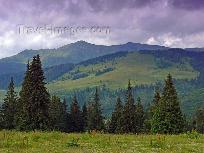 romania160: Rodnei National Park, Maramures county, Transylvania, Romania: forest on Prislop pass, connecting Maramures and Bucovina - Pasul Prislop - Parcul National Muntii Rodnei - photo by J.Kaman - (c) Travel-Images.com - Stock Photography agency - Image Bank