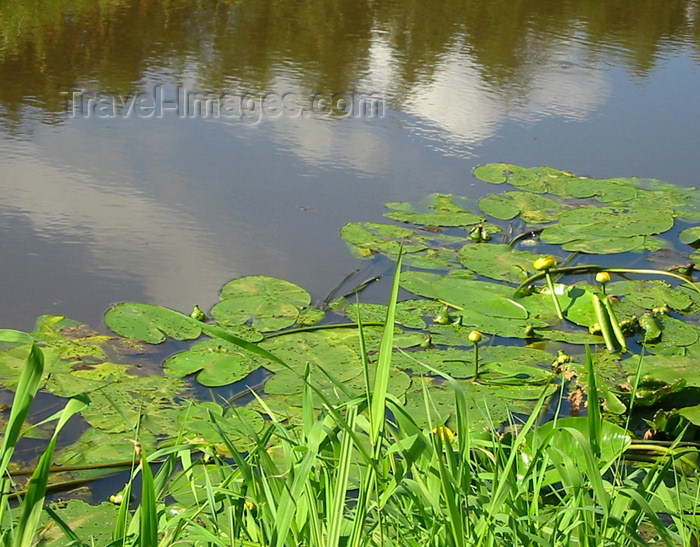 russia101: Russia - Meshera Forest - Moscow oblast: river (photo by Dalkhat M. Ediev) - (c) Travel-Images.com - Stock Photography agency - Image Bank