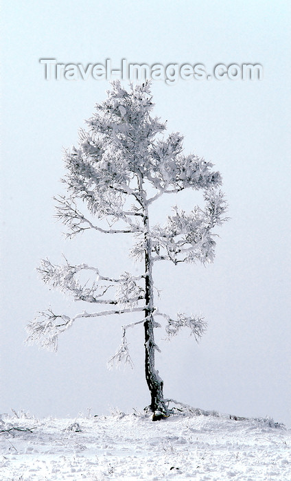 russia20: Lake Baikal, Irkutsk oblast, Siberian Federal District, Russia: lone tree on the lake bank - snow - photo by B.Cain - (c) Travel-Images.com - Stock Photography agency - Image Bank