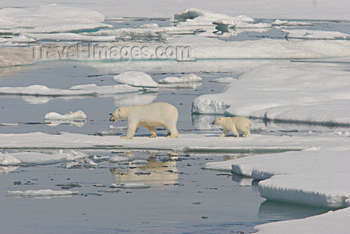 russia429: Russia - Bering Strait (Chukotka AOk):  Polar Bear and cub on the ice - Ursus maritimus - Arctic ocean - Chukchi sea (photo by R.Eime) - (c) Travel-Images.com - Stock Photography agency - Image Bank