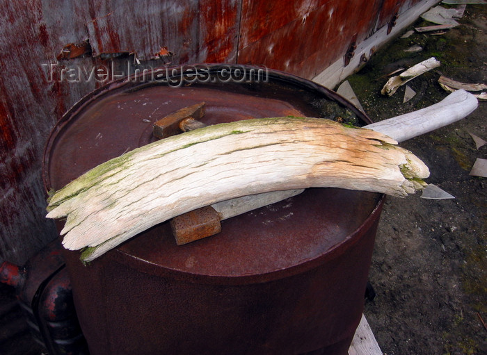 russia462: Wrangel Island / ostrov Vrangelya, Chukotka AOk, Russia: fragment of Mammoth Tusk on an oil drum - photo by R.Eime - (c) Travel-Images.com - Stock Photography agency - Image Bank