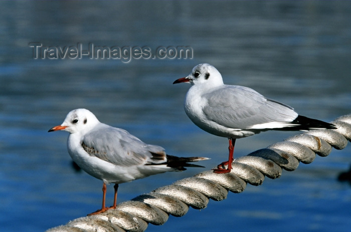 russia466: Russia - Krasnodar kray: seagulls - Black Sea coast - photo by V.Sidoropolev - (c) Travel-Images.com - Stock Photography agency - Image Bank