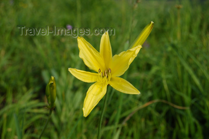 russia486: Russia - Altai republic, near village Maima, mountain "Chertov palec" (Devil's finger) - yellow flower - photo by M.Kazantsev - (c) Travel-Images.com - Stock Photography agency - Image Bank