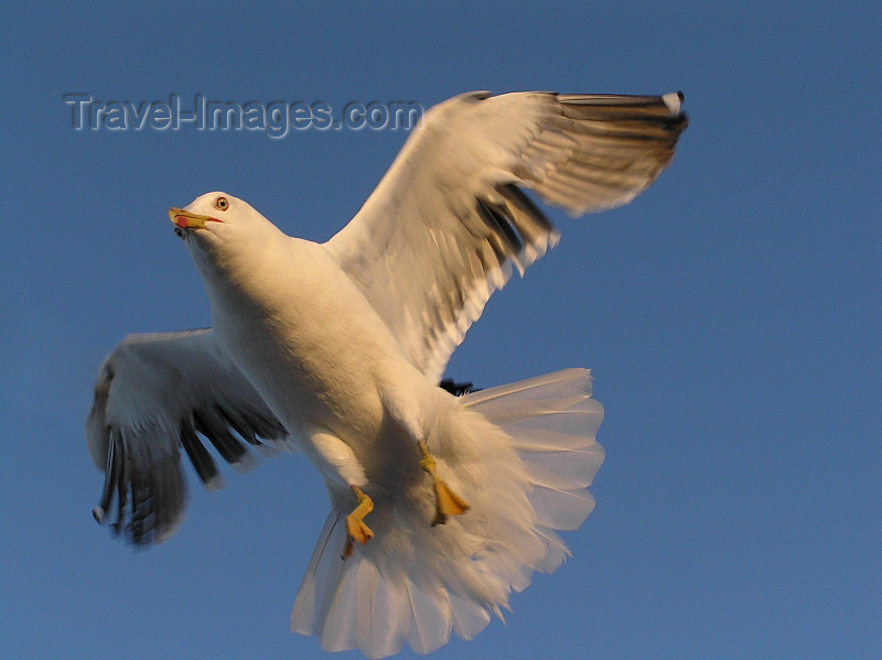 russia554: Russia - Republic of Karelia: Seagull in flight - photo by J.Kaman - (c) Travel-Images.com - Stock Photography agency - Image Bank