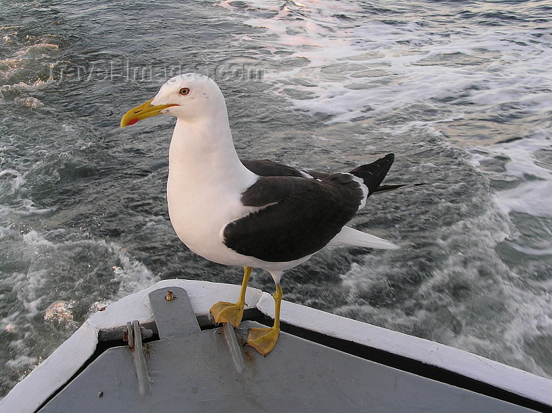 russia555: Russia - Republic of Karelia: Seagull  on a boat - photo by J.Kaman - (c) Travel-Images.com - Stock Photography agency - Image Bank