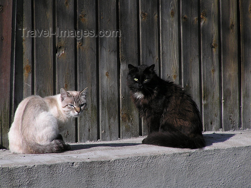 russia556: Russia - Kem - Republic of Karelia: cats - photo by J.Kaman - (c) Travel-Images.com - Stock Photography agency - Image Bank