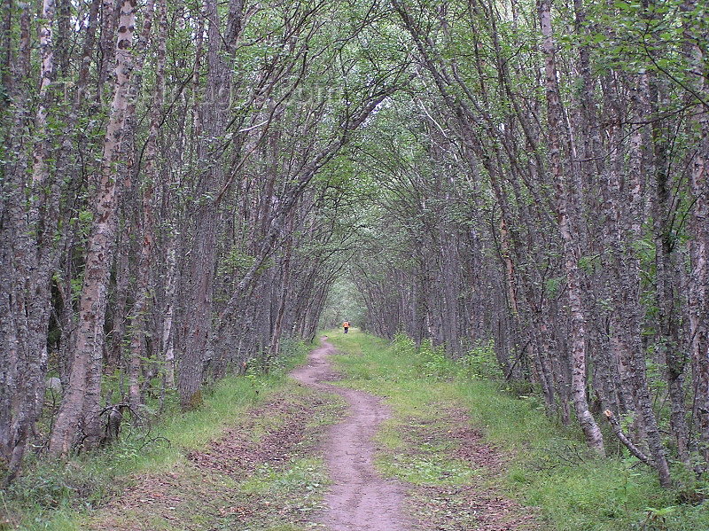 russia606: Russia - Solovetsky Islands: Nordic nature - path in the forest -  photo by J.Kaman - (c) Travel-Images.com - Stock Photography agency - Image Bank