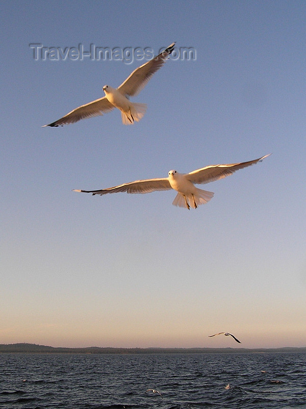 russia644: Russia - Arkhangelsk Oblast: pair of seagull in flight - photo by J.Kaman - (c) Travel-Images.com - Stock Photography agency - Image Bank