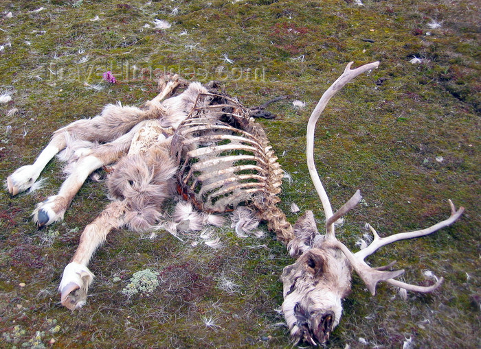 russia749: Wrangel Island / ostrov Vrangelya, Chukotka AOk, Russia: reindeer carcass  - skeleton on the tundra - photo by R.Eime - (c) Travel-Images.com - Stock Photography agency - Image Bank