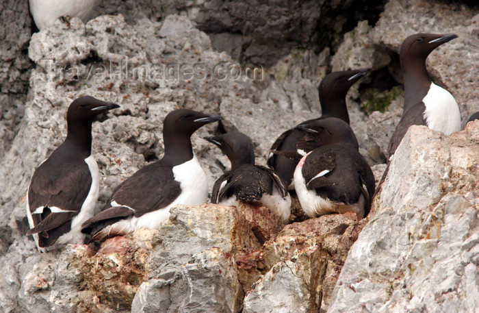 russia750: Wrangel Island / ostrov Vrangelya, Chukotka AOk, Russia: Thick Billed Guillemots nesting in the cliffs of Cape Warning - Uria lomvia - Brünnich's Guillemot - Thick-billed Murre - photo by R.Eime - (c) Travel-Images.com - Stock Photography agency - Image Bank