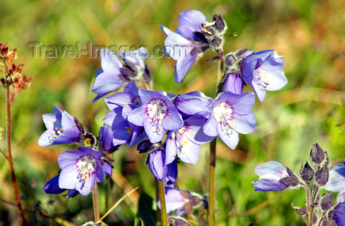 russia751: Wrangel Island / ostrov Vrangelya, Chukotka AOk, Russia: wild flowers - photo by R.Eime - (c) Travel-Images.com - Stock Photography agency - Image Bank