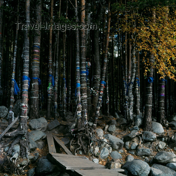 russia768: Lake Baikal, Buryat Republic, Siberia, Russia: Kurort Arschan in Sayan Mountains, part of South Siberian mountains - Buryatic tradition in the forest - fabric strips on trees as a supersticious symbol for return - photo by A.Harries - (c) Travel-Images.com - Stock Photography agency - Image Bank