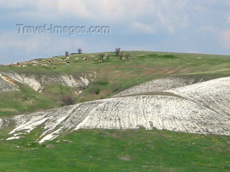 russia77: Russia - Voronezh : cows grazing (photo by Dalkhat M. Ediev) - (c) Travel-Images.com - Stock Photography agency - Image Bank