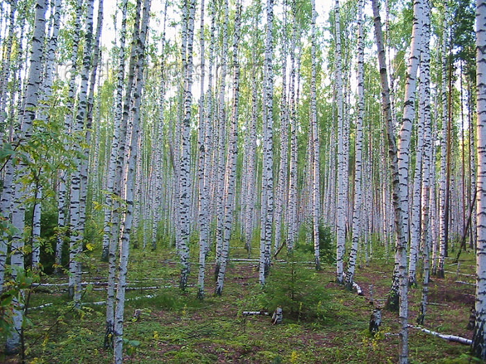 russia95: Russia - Meshera Forest - Moscow oblast (photo by D.Ediev) - (c) Travel-Images.com - Stock Photography agency - Image Bank