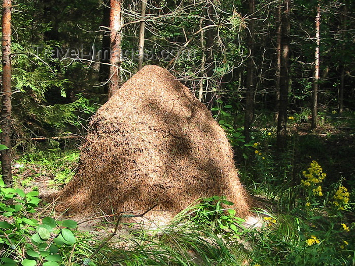 russia96: Russia - Meshera Forest  - Moscow oblast: giant anthill (photo by D.Ediev) - (c) Travel-Images.com - Stock Photography agency - Image Bank