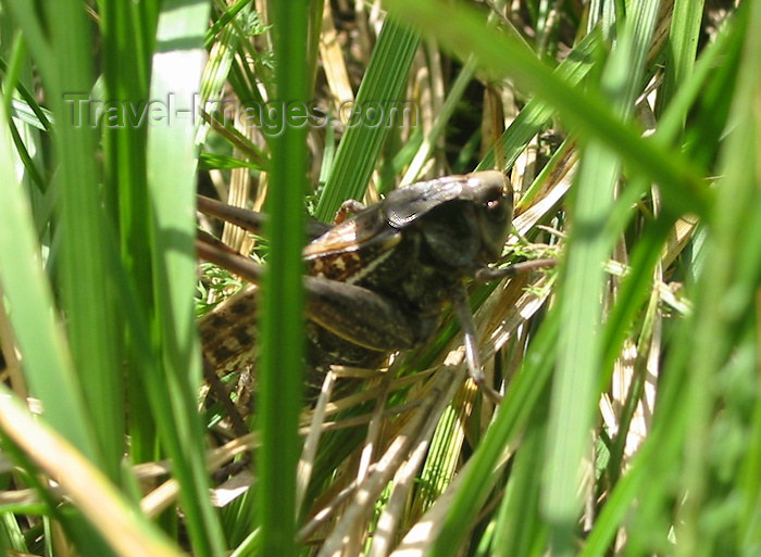 russia98: Russia - Meshera Forest  - Moscow oblast: grasshopper (photo by D.Ediev) - (c) Travel-Images.com - Stock Photography agency - Image Bank