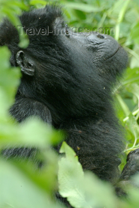 rwanda10: Rwanda - Parc National des Volcans - Virunga Volcanoes / Volcanoes' national park: mountain gorilla - Gorilla beringei beringei - photo by J.Banks - (c) Travel-Images.com - Stock Photography agency - Image Bank