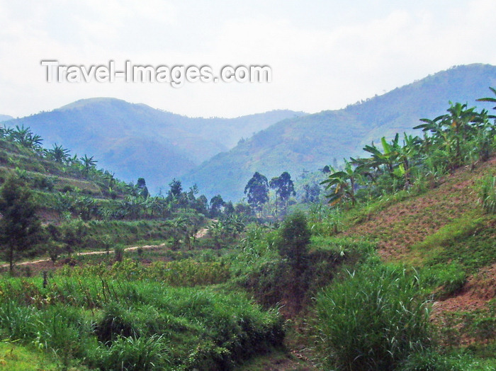 rwanda11: Rwanda: banana plantations in the mountains - photo by T.Trenchard - (c) Travel-Images.com - Stock Photography agency - Image Bank