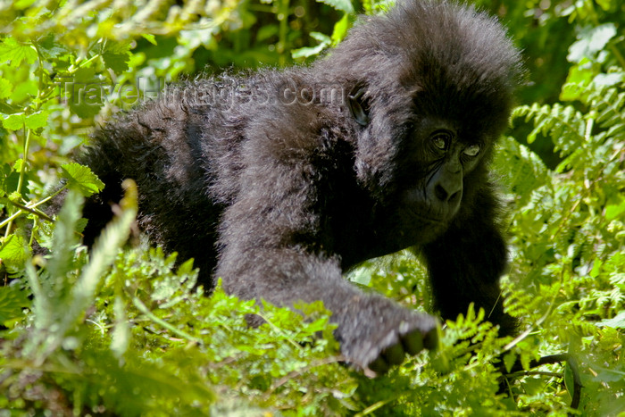 rwanda14: Volcanoes National Park, Northern Province, Rwanda: a baby Mountain Gorilla of the Sabyinyo is the future of this endangered species - Gorilla beringei beringei - photo by C.Lovell - (c) Travel-Images.com - Stock Photography agency - Image Bank