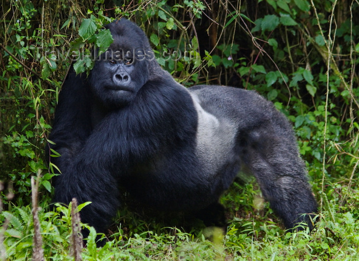 rwanda15: Volcanoes National Park, Northern Province, Rwanda: Mountain Gorilla - Gorilla beringei beringei - Gorundha, of the Sabyinyo Group, displaying his Silver - photo by C.Lovell - (c) Travel-Images.com - Stock Photography agency - Image Bank