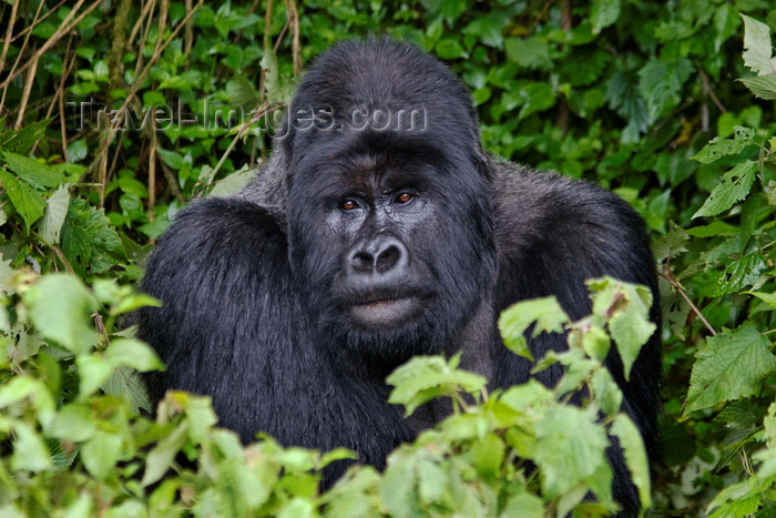 rwanda17: Volcanoes National Park, Northern Province, Rwanda: Mountain Gorilla - Gorilla beringei beringei - Gorundha, of the Sabyinyo Group, poses for the camera - photo by C.Lovell - (c) Travel-Images.com - Stock Photography agency - Image Bank