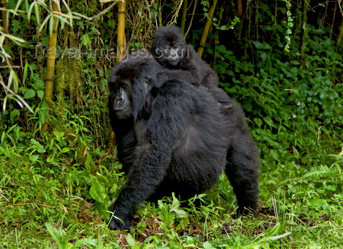 rwanda18: Volcanoes National Park, Northern Province, Rwanda: mother Mountain Gorilla with baby on her back - Sabyinyo Group - Gorilla beringei beringei - photo by C.Lovell - (c) Travel-Images.com - Stock Photography agency - Image Bank